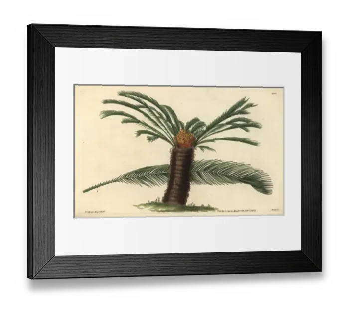 Framed Print : Sago cycas or narrow-leaved cycas, Cycas revoluta Framed Print : Sago cycas or narrow-leaved cycas, Cycas revoluta