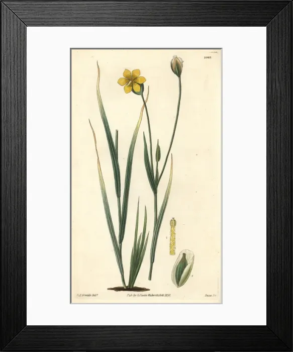 Framed Print : Long-stalked sisyrinchium, Solenomelus pedunculatus Framed Print : Long-stalked sisyrinchium, Solenomelus pedunculatus