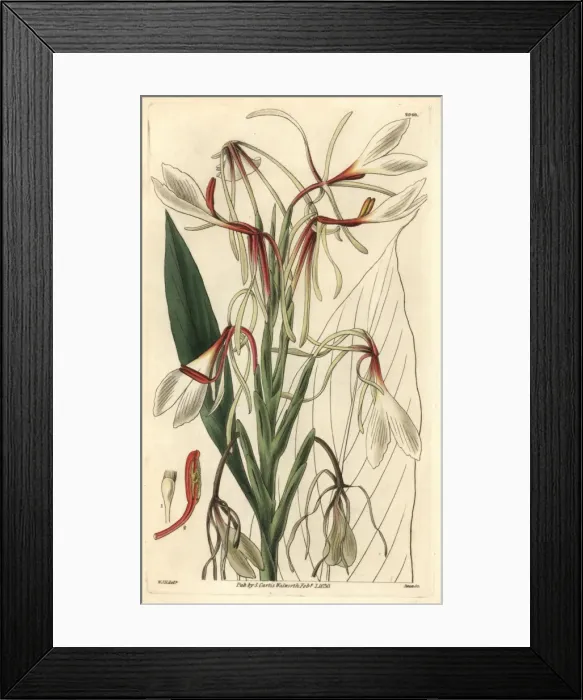Framed Print : Hedychium acuminatum Framed Print : Hedychium acuminatum