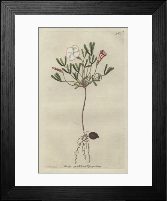 Framed Print : Striped-flower d wood sorrel with pink Framed Print : Striped-flower d wood sorrel with pink