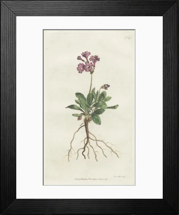 Framed Print : Silver-edged primula, Primula marginata Framed Print : Silver-edged primula, Primula marginata