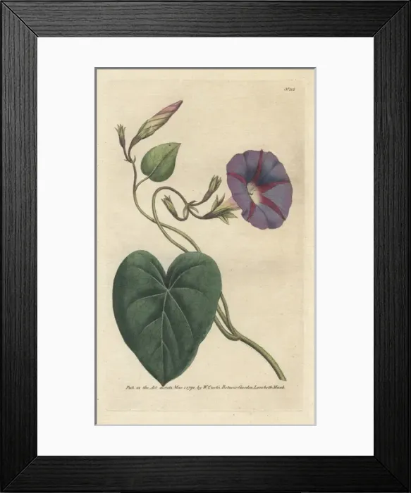 Framed Print : Purple bindweed, Ipomoea purpurea Framed Print : Purple bindweed, Ipomoea purpurea