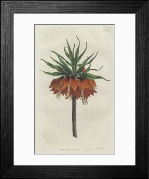 Framed Print : Crown imperial, Fritillaria imperialis Framed Print : Crown imperial, Fritillaria imperialis