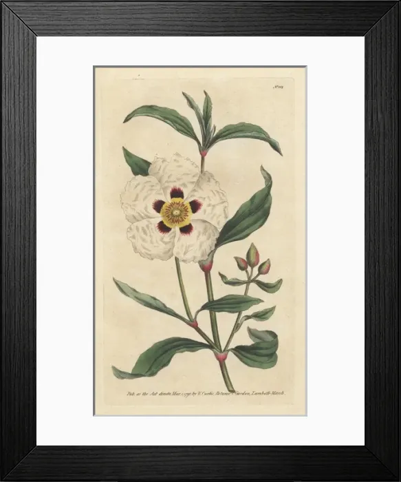 Framed Print : Gum cistus or rock rose, Cistus cyprius Framed Print : Gum cistus or rock rose, Cistus cyprius