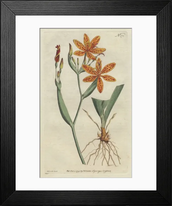 Framed Print : Chinese ixia, Belamcanda chinensis Framed Print : Chinese ixia, Belamcanda chinensis