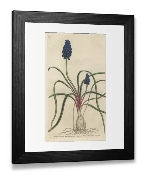 Framed Print : Starch hyacinth, Muscari neglectum Framed Print : Starch hyacinth, Muscari neglectum
