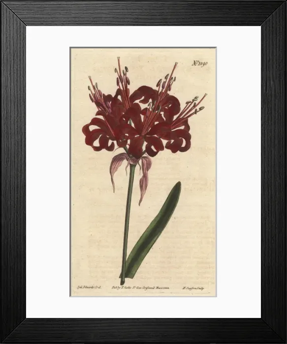 Framed Print : Poppy coloured amaryllis, a native of Cape Framed Print : Poppy coloured amaryllis, a native of Cape