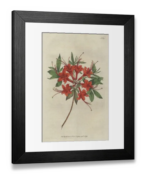 Framed Print : Scarlet azalea, Rhododendron calendir laceum Framed Print : Scarlet azalea, Rhododendron calendir laceum