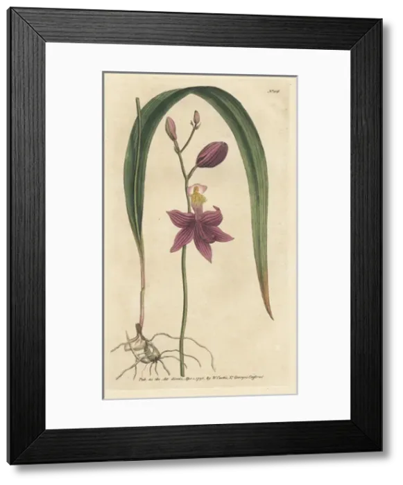 Framed Print : Bletia purpurea orchid Framed Print : Bletia purpurea orchid