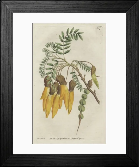 Framed Print : Winged-podded sophora or kowhai, Sophora tetraptera Framed Print : Winged-podded sophora or kowhai, Sophora tetraptera