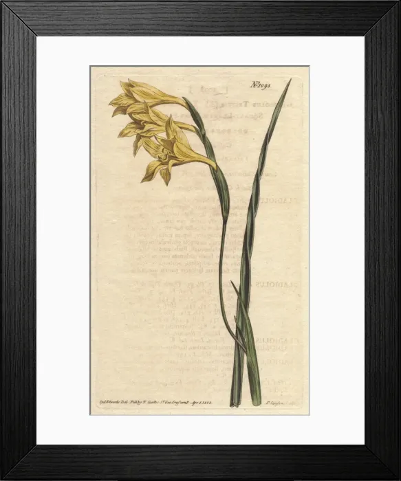 Framed Print : Yellow-flowered, square-leaved cornflag, Gladiolus tristis Framed Print : Yellow-flowered, square-leaved cornflag, Gladiolus tristis