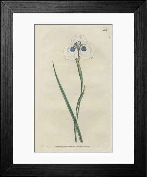 Framed Print : Peacock iris, Moraea aristata Framed Print : Peacock iris, Moraea aristata