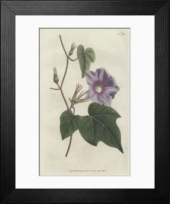 Framed Print : Azure convolvulus or morning glory, Ipomoea hederacea Framed Print : Azure convolvulus or morning glory, Ipomoea hederacea