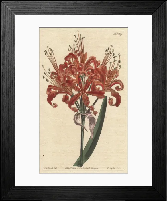 Framed Print : Salmon-coloured amaryllis, with curly orange Framed Print : Salmon-coloured amaryllis, with curly orange