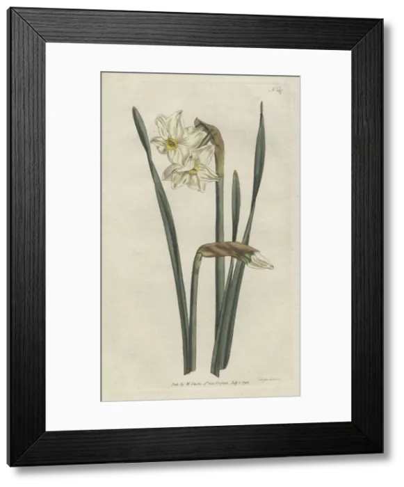Framed Print : Two-flowered narcissus, Narcissus medioluteus Framed Print : Two-flowered narcissus, Narcissus medioluteus
