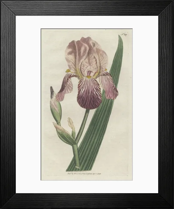 Framed Print : Elder-scented or German iris, Iris germanica Framed Print : Elder-scented or German iris, Iris germanica