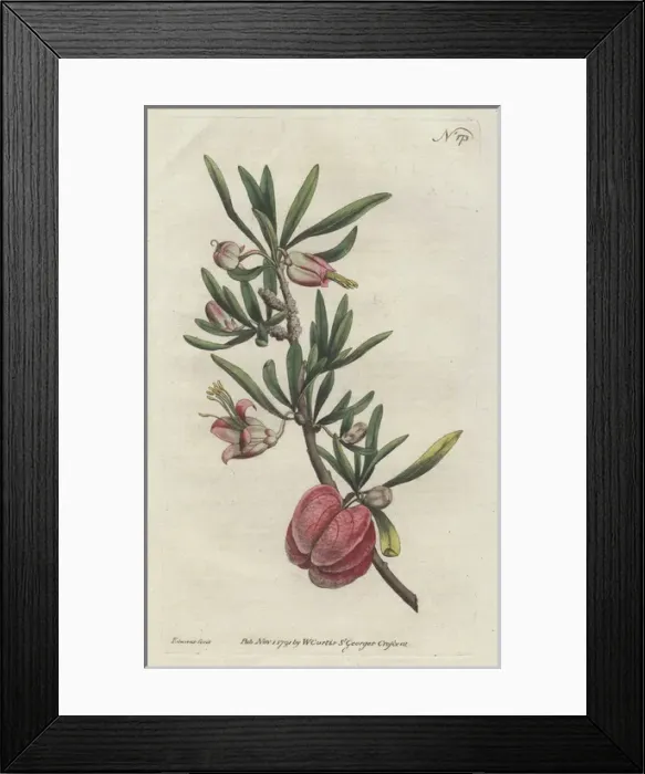 Framed Print : Chinese lantern or cape aitonia, Nymania capensis Framed Print : Chinese lantern or cape aitonia, Nymania capensis