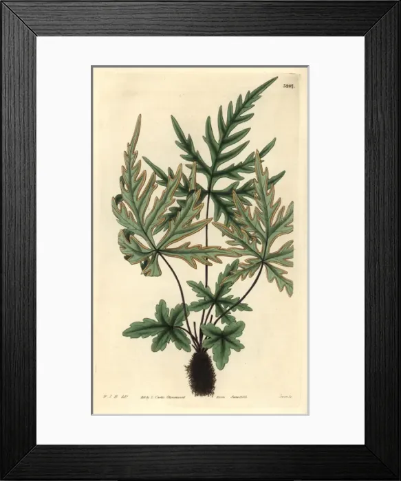 Framed Print : Pedate-leaved brake fern, Pteris pedata or Framed Print : Pedate-leaved brake fern, Pteris pedata or