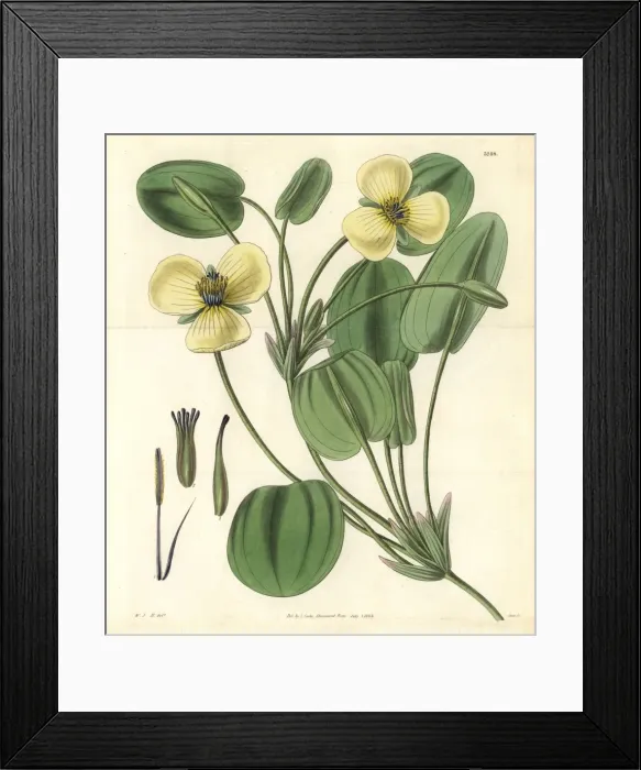 Framed Print : Humboldts limnocharis or water poppy, Limnocharis Framed Print : Humboldts limnocharis or water poppy, Limnocharis