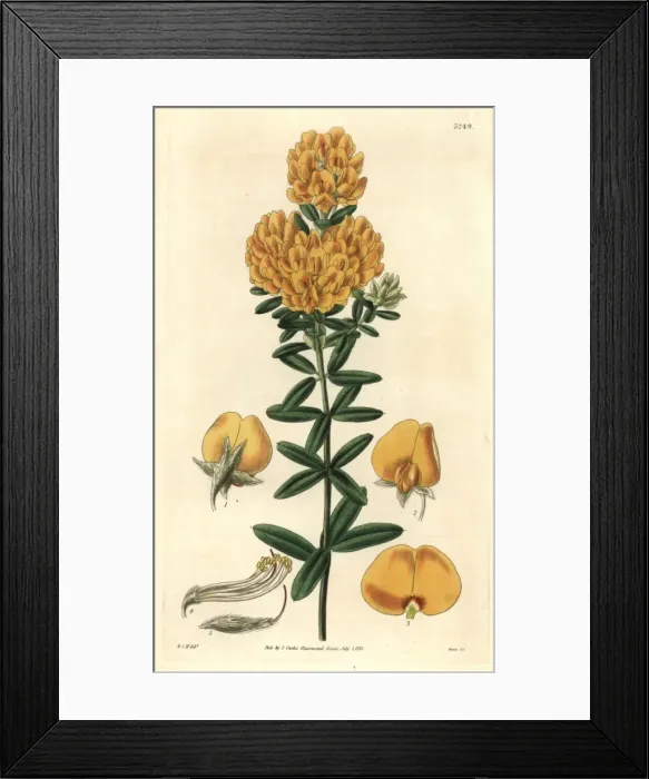 Framed Print : Common shaggy pea, Oxylobium ellipticum