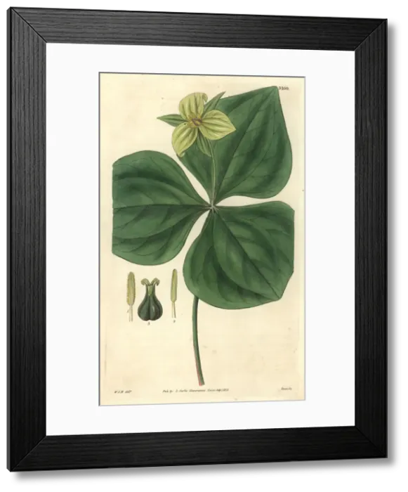 Framed Print : Upright-stalked trillium, Trillium erectum var viridiflorum Framed Print : Upright-stalked trillium, Trillium erectum var viridiflorum
