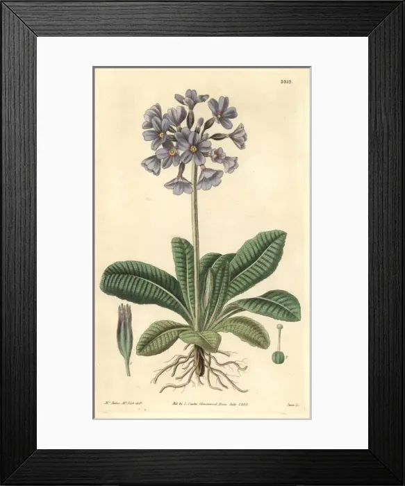 Framed Print : Purple caucasian or shining primrose, Primula amoena Framed Print : Purple caucasian or shining primrose, Primula amoena