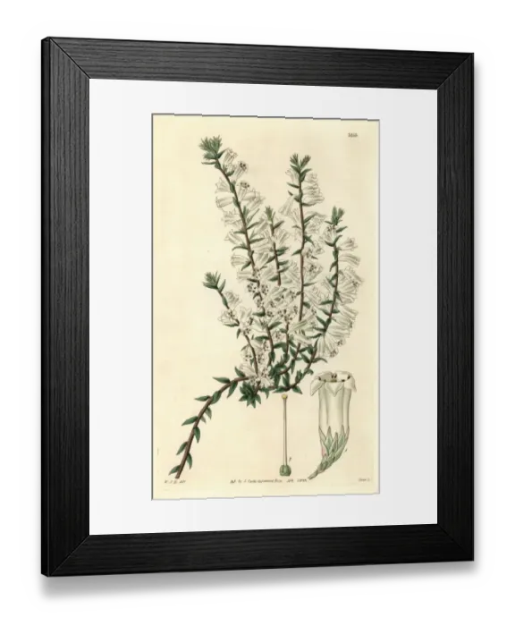 Framed Print : Snowy epacris, Epacris nivalis or Epacris impressa Framed Print : Snowy epacris, Epacris nivalis or Epacris impressa
