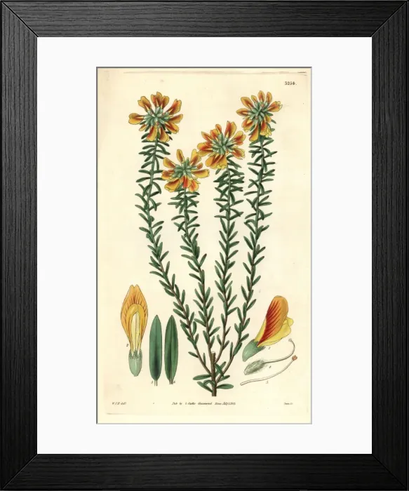 Framed Print : Subumbellate pultanaea, Pultanaea subumbellata Framed Print : Subumbellate pultanaea, Pultanaea subumbellata