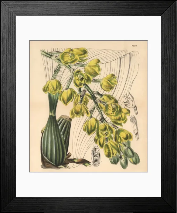 Framed Print : Mr Barkers dove-flower, Peristeria barkeri Framed Print : Mr Barkers dove-flower, Peristeria barkeri