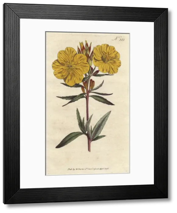 Framed Print : Shrubby oenothera with vivid yellow flowers Framed Print : Shrubby oenothera with vivid yellow flowers