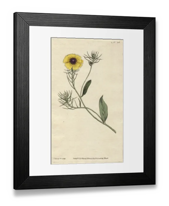 Framed Print : Bearded crepis, or purple-eyed succory hawkweed Framed Print : Bearded crepis, or purple-eyed succory hawkweed