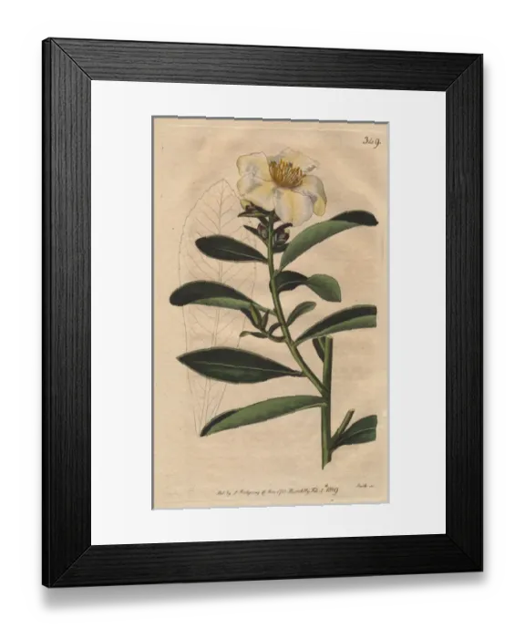 Framed Print : Penang camellia, white camellia with yellowish Framed Print : Penang camellia, white camellia with yellowish