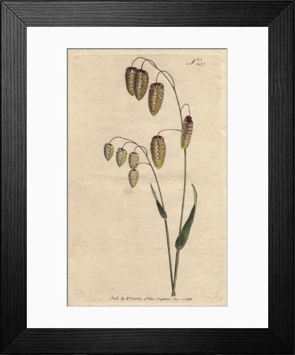 Framed Print : Great quaking grass with golden seeds drooping Framed Print : Great quaking grass with golden seeds drooping