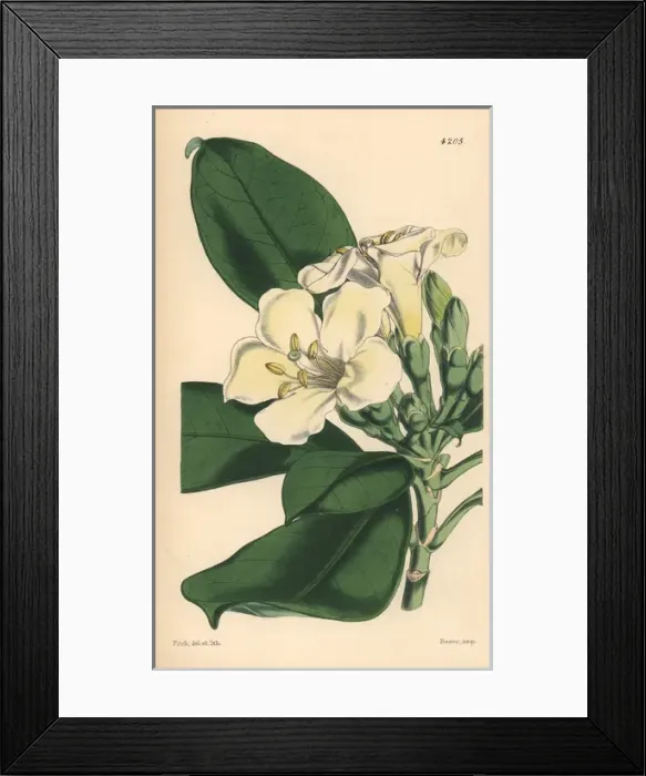 Framed Print : Obovate leaved fagraea, Fagraea obovata Framed Print : Obovate leaved fagraea, Fagraea obovata