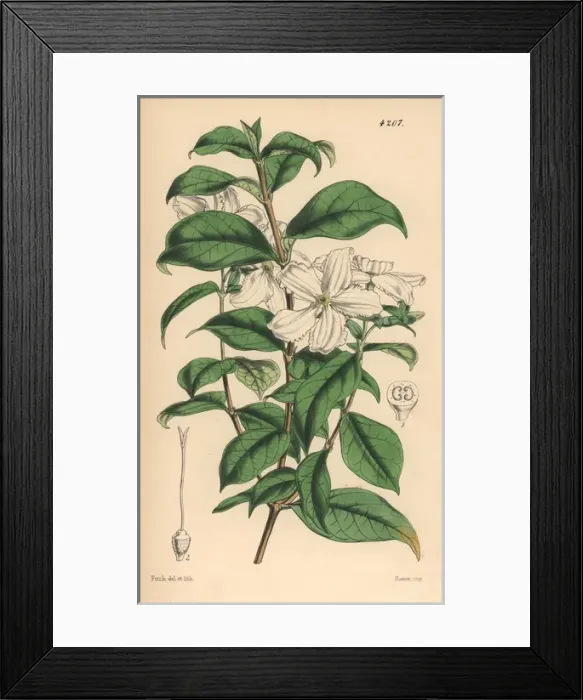 Framed Print : Jessamine flowered heinsia, Heinsia jasminiflora Framed Print : Jessamine flowered heinsia, Heinsia jasminiflora