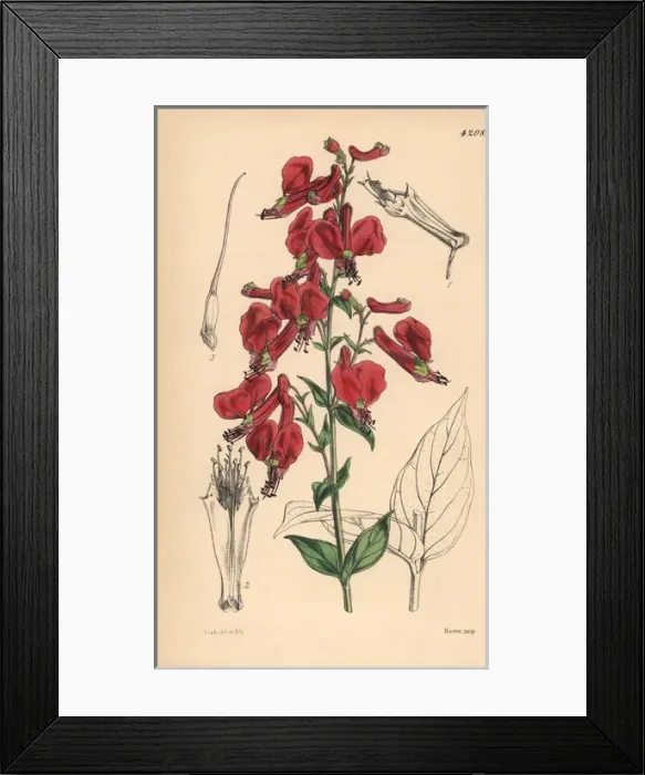 Framed Print : Large red-flowered cuphea, Cuphea cordata Framed Print : Large red-flowered cuphea, Cuphea cordata