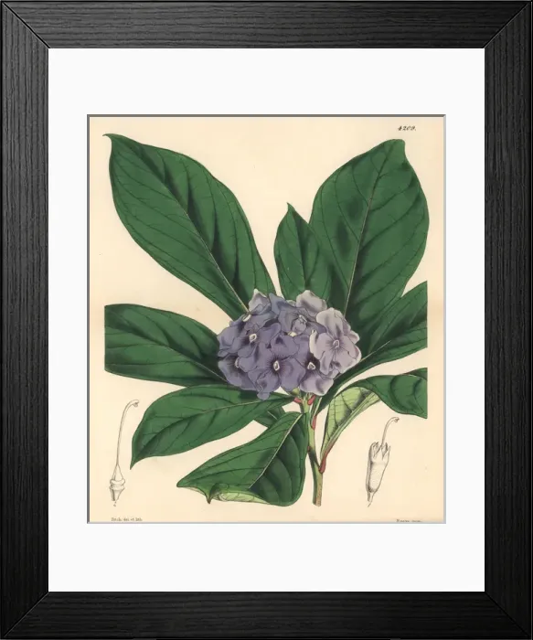 Framed Print : Hydrangea-like fransiscea, Fransiscea hydrangeaeformis Framed Print : Hydrangea-like fransiscea, Fransiscea hydrangeaeformis