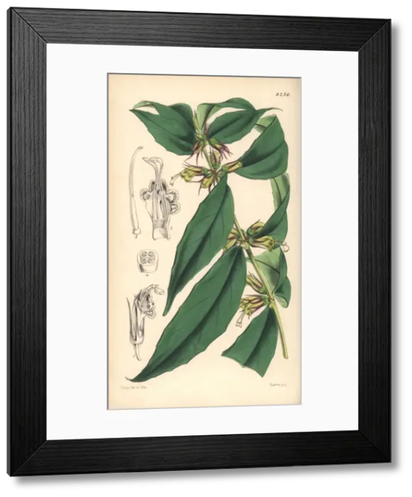 Framed Print : Purplish green aeschinanthus, Aeschynanthus albidus Framed Print : Purplish green aeschinanthus, Aeschynanthus albidus