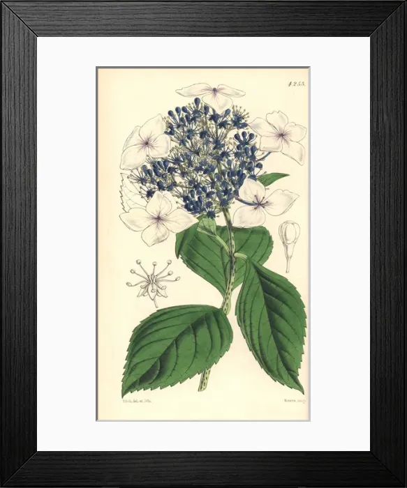 Framed Print : Hydrangea japonica var caerulea, Japan hydrangea Framed Print : Hydrangea japonica var caerulea, Japan hydrangea