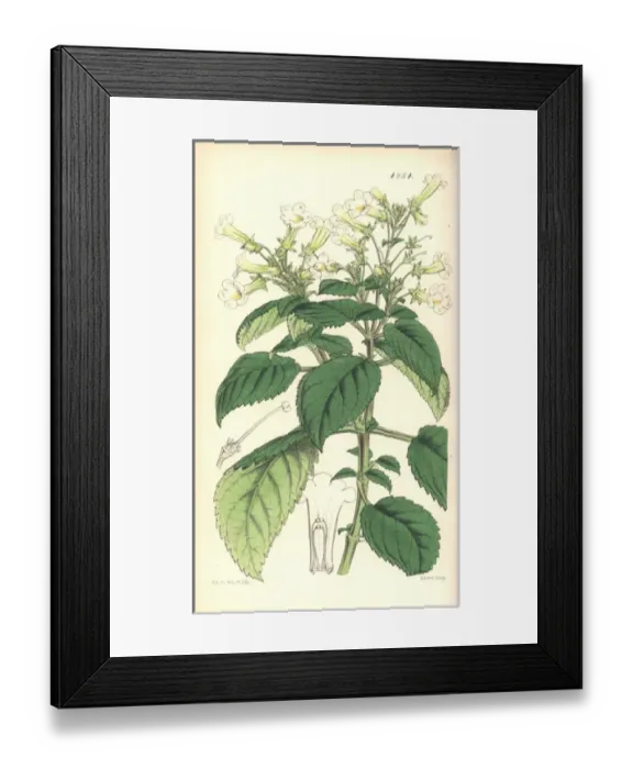 Framed Print : Pale yellow diastema, Diastema ochroleuca Framed Print : Pale yellow diastema, Diastema ochroleuca