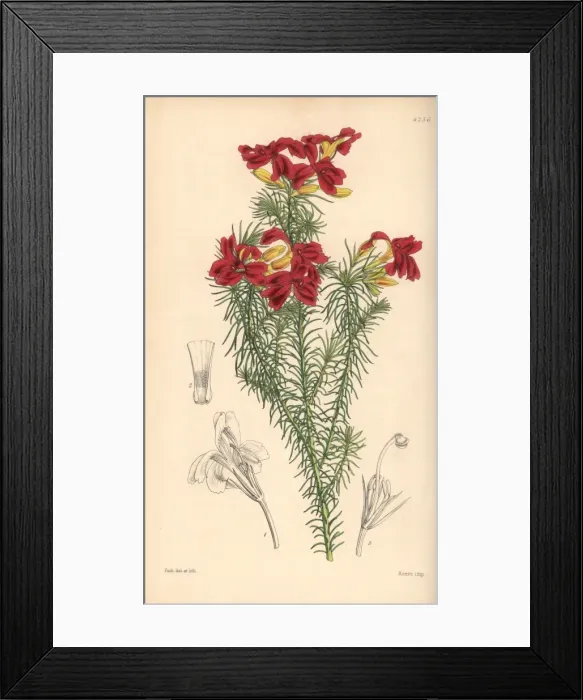 Framed Print : Splendid scarlet-flowered leschenaultia, Leschenaultia Framed Print : Splendid scarlet-flowered leschenaultia, Leschenaultia
