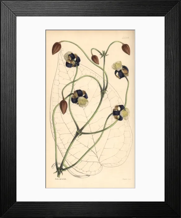 Framed Print : Smilax leaved clematis, Clematis smilacifolia Framed Print : Smilax leaved clematis, Clematis smilacifolia