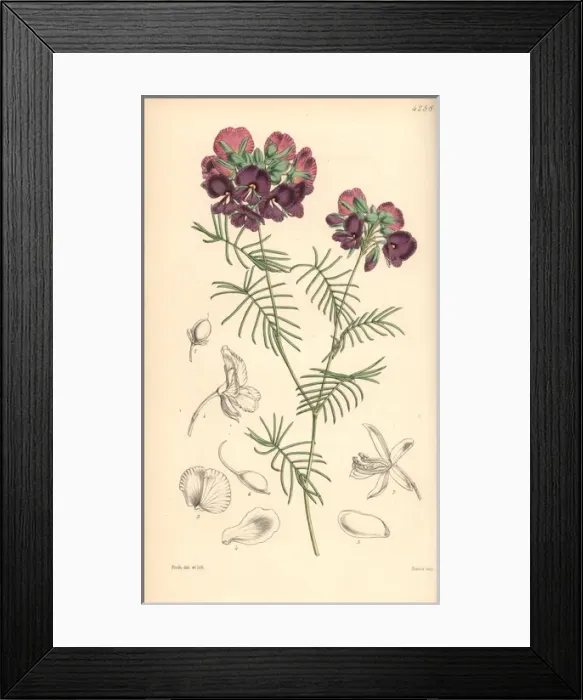Framed Print : Graceful gompholobium, Gompholobium venustum Framed Print : Graceful gompholobium, Gompholobium venustum
