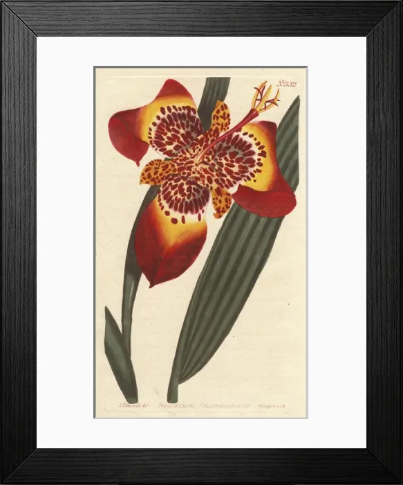 Framed Print : Mexican Ferraria iris, Peacock Flower, Tiger Framed Print : Mexican Ferraria iris, Peacock Flower, Tiger