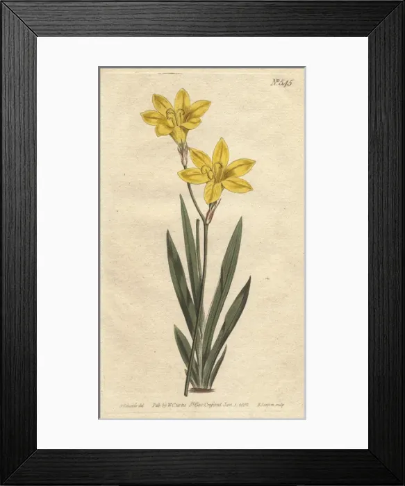 Framed Print : Sulphur-colored ixia with bright lemon yellow Framed Print : Sulphur-colored ixia with bright lemon yellow