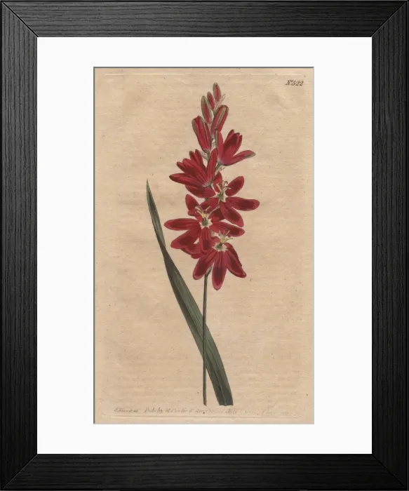 Framed Print : Crimson ixia or spreading-flower d ixia with Framed Print : Crimson ixia or spreading-flower d ixia with
