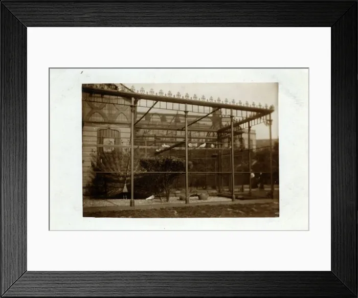 Framed Print : Peacock in Aviary Framed Print : Peacock in Aviary
