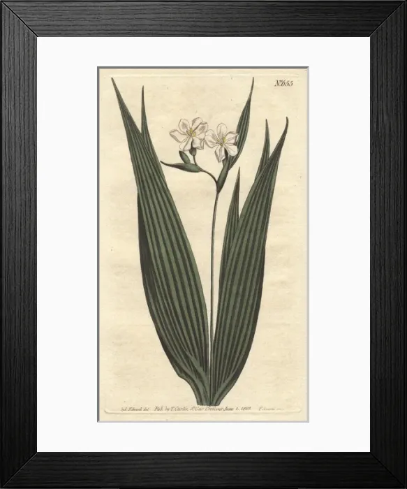 Framed Print : Small-flowered marica with white flowers, native Framed Print : Small-flowered marica with white flowers, native