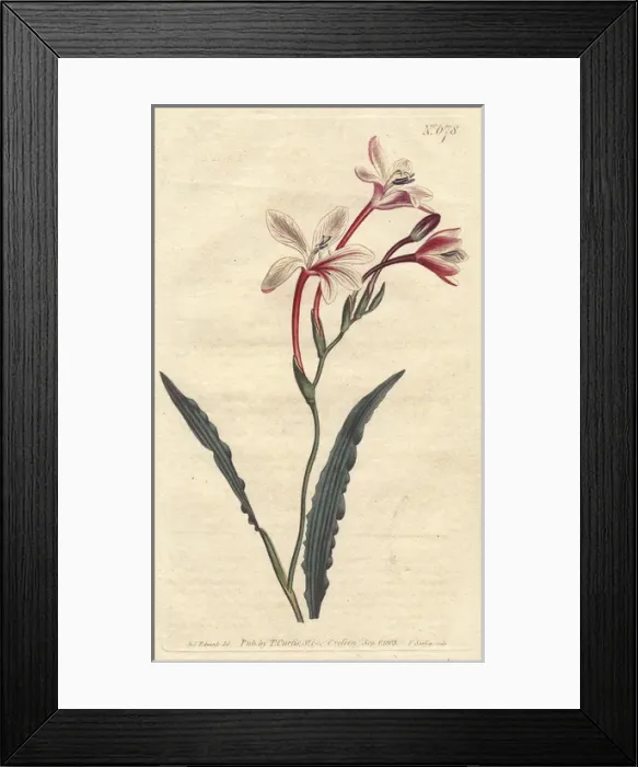 Framed Print : Curled-leaved tritonia with crimson and white Framed Print : Curled-leaved tritonia with crimson and white