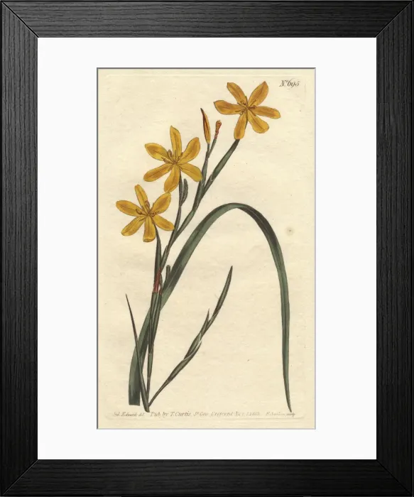 Framed Print : Flexuose moraea with bright yellow flowers Framed Print : Flexuose moraea with bright yellow flowers